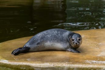 Sant eller falskt - hur gör djur?