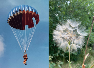 Biomimik – härma naturens superkrafter!