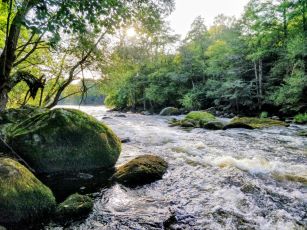 Sanning och konsekvens ur en logikers perspektiv