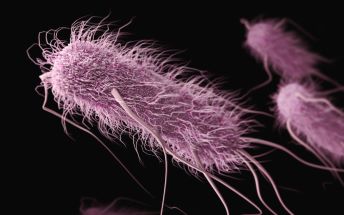 Resistance Revealed: The Hidden Truth in Everyday Bacteria