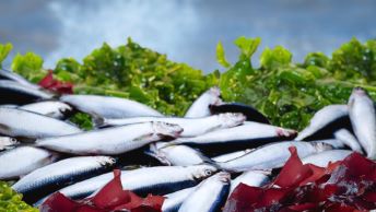 Hela havet stormar... av smak och doft!