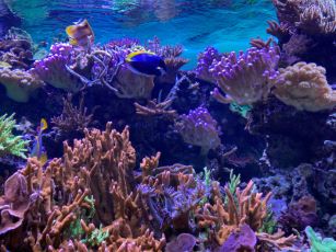 Finns det en framtid för jordens korallrev?