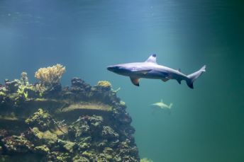 Korallhavet och dess invånare