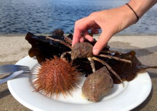 Framtidens mat odlas i hav och på land