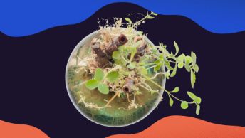 Stå(plats) för nånting levande