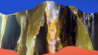 Ruska - livet under ytan